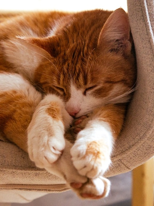 why do sleeping cats look like tiny angels??? 😭💤