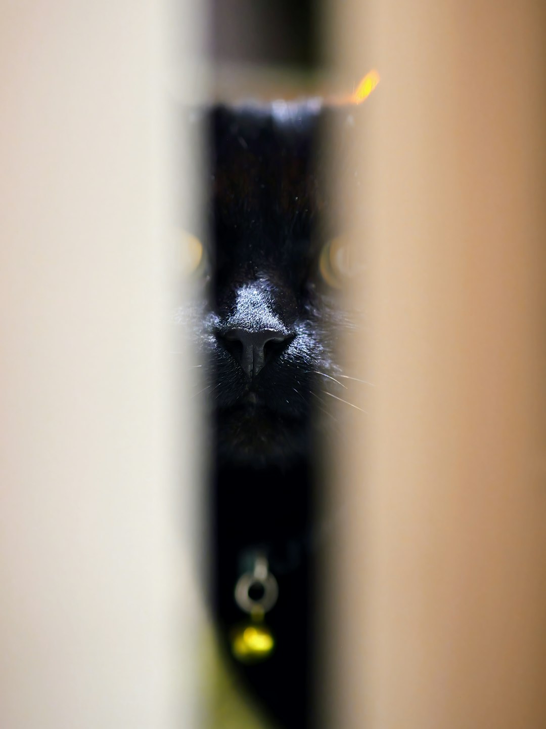 why does my cat stare at me like a weirdo in the bathroom??