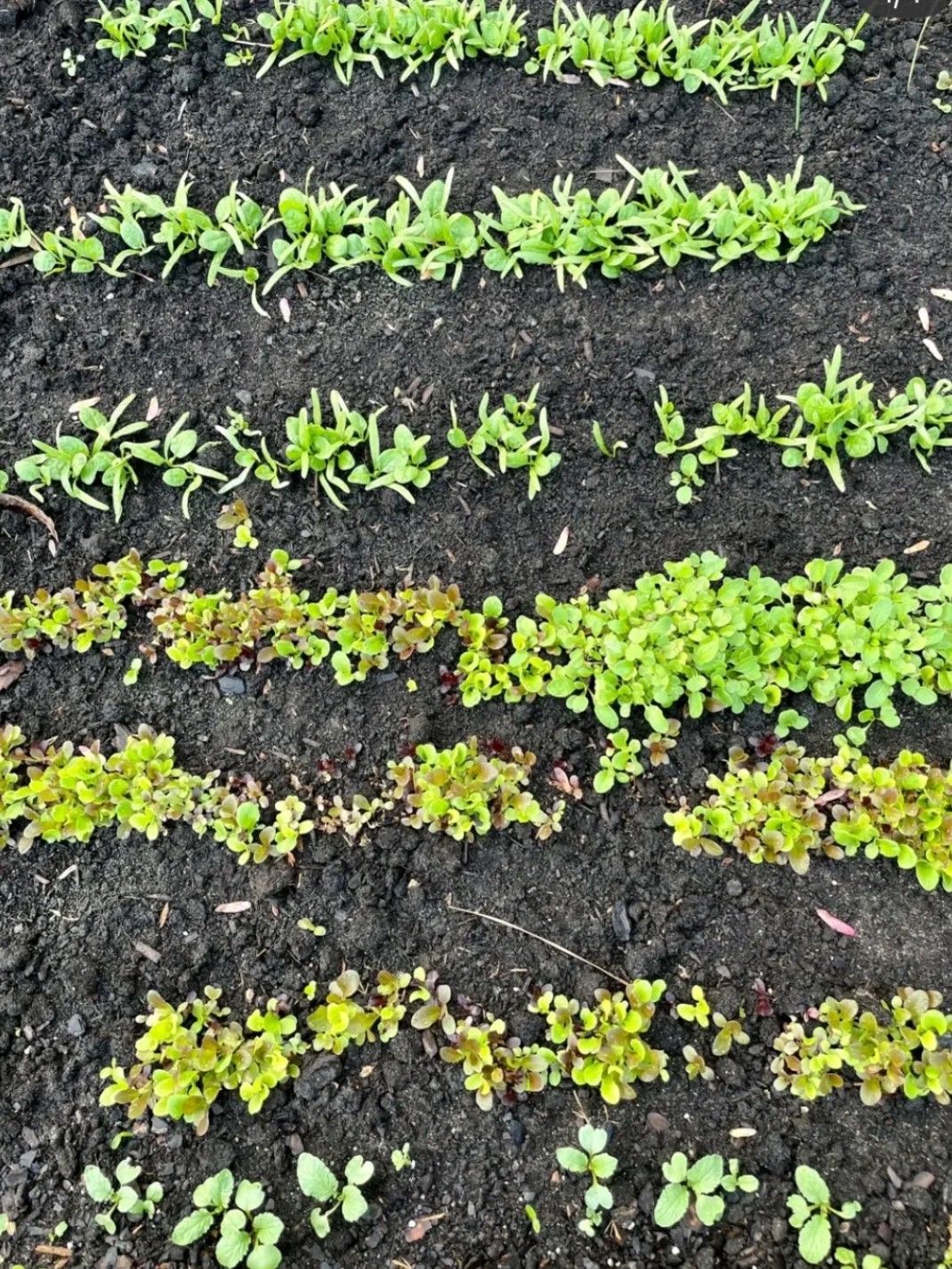 how is growing rainbow salad from seeds this easy??