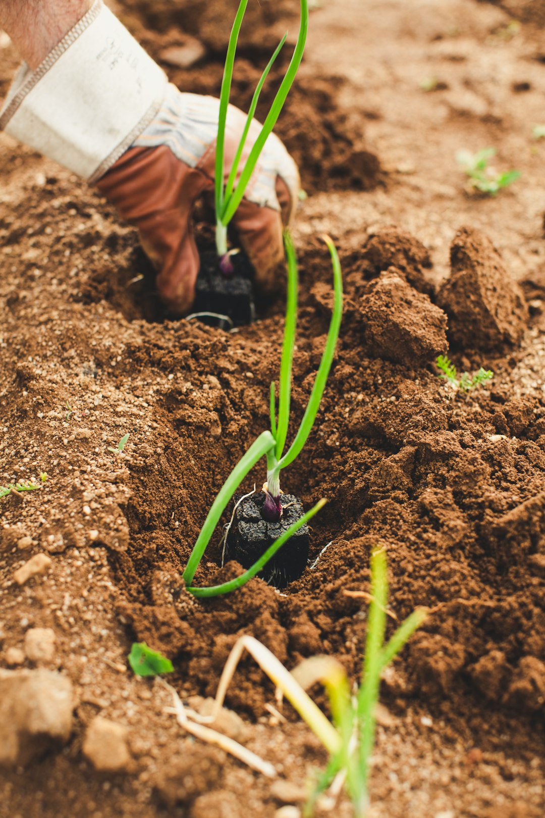 tiny hands, big dreams, and a whole lot of digging