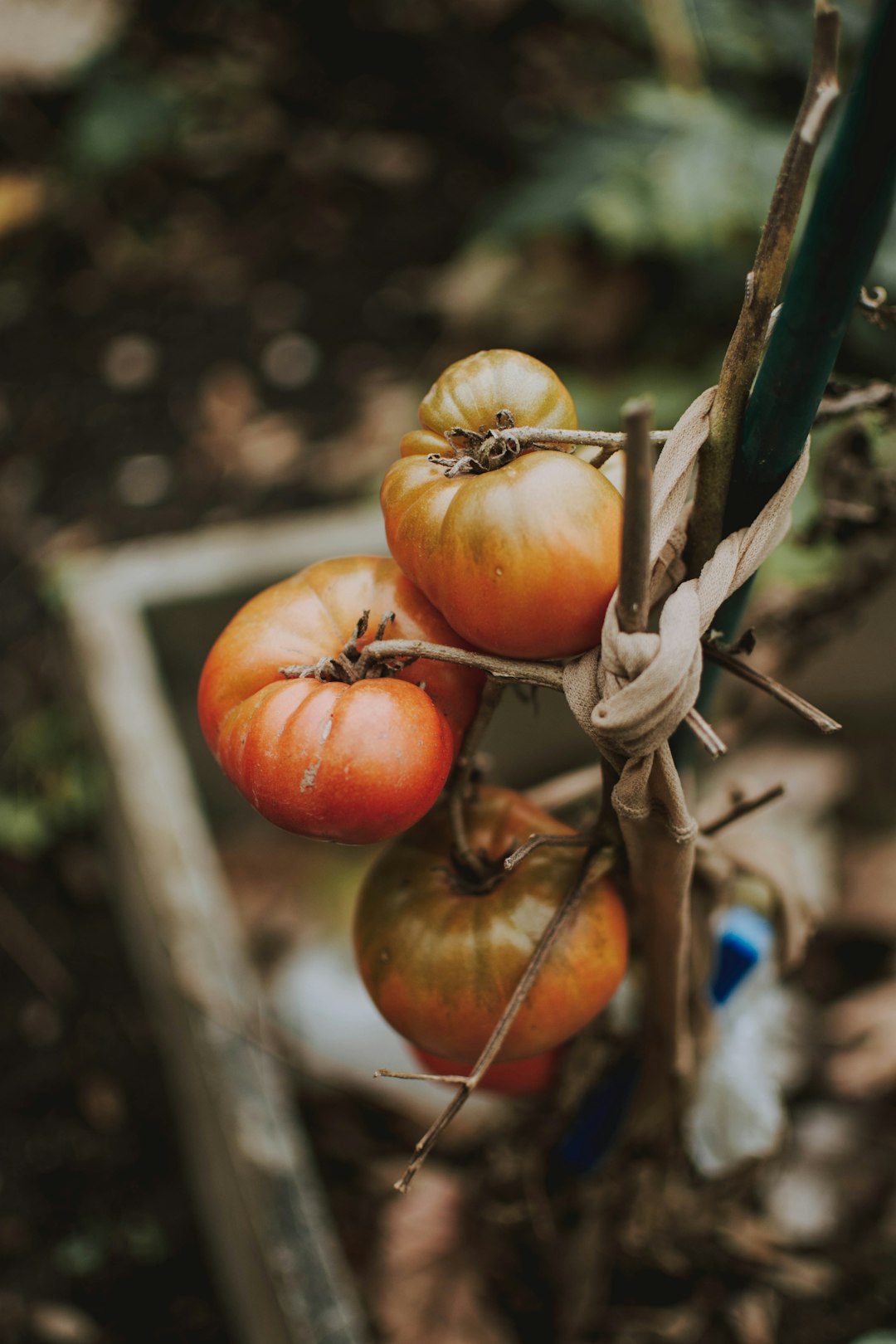 why does everyone post perfect tomatoes? here’s mine!