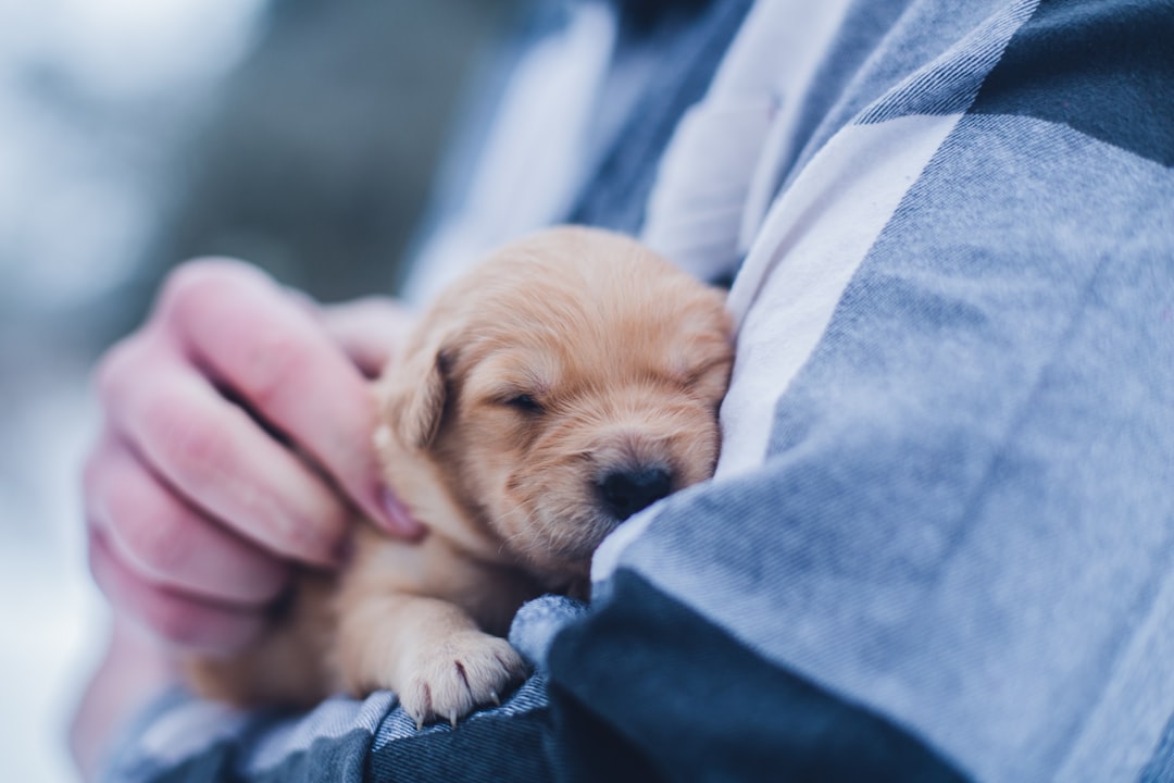 why do people get pets if they can’t afford them? 🤯