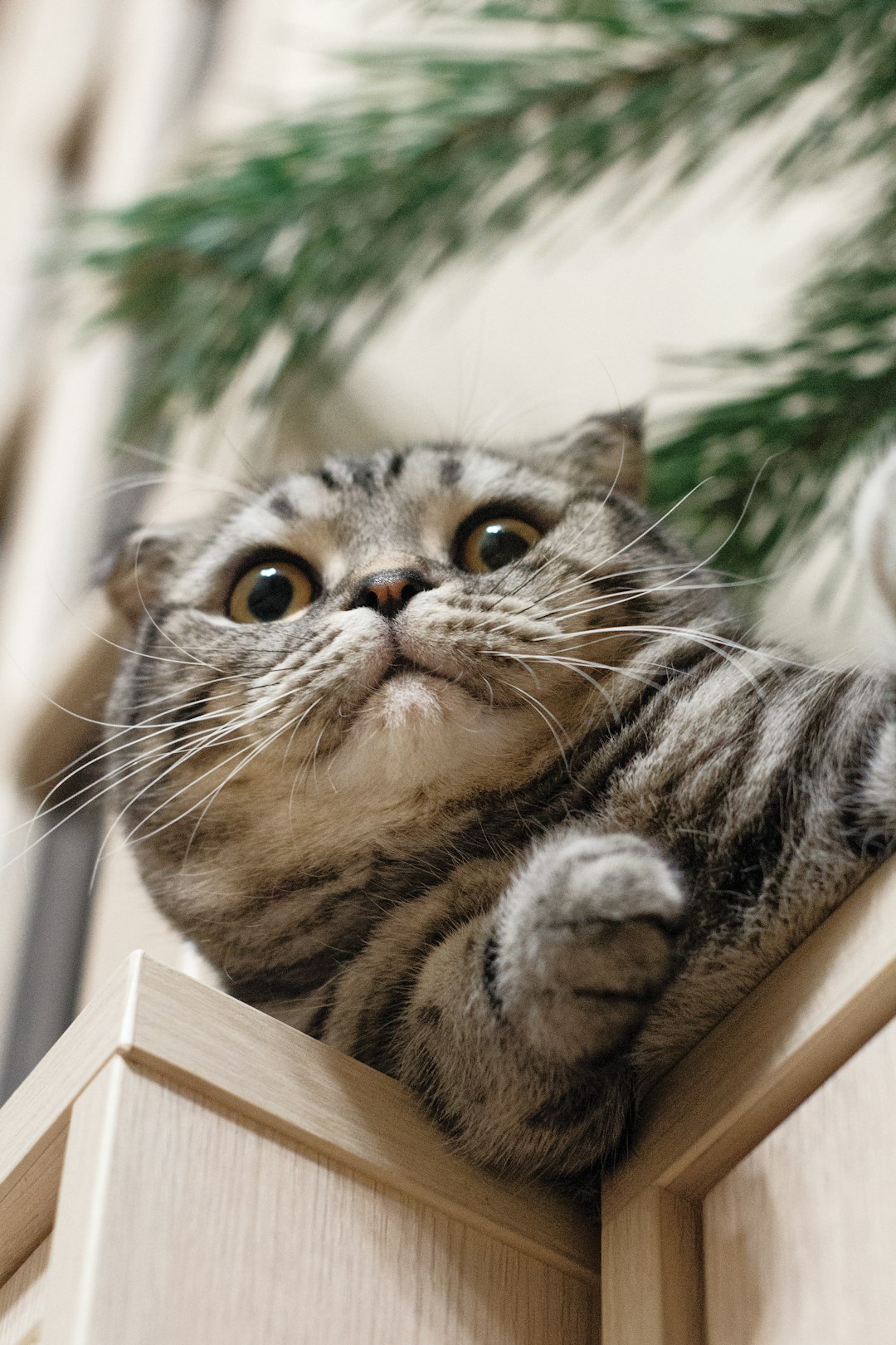 why does my cat sometimes smell like cookies?? 🤔