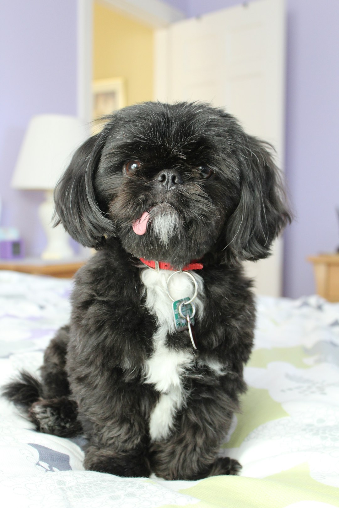 The adorable dog who stole my heart ❤️🐾