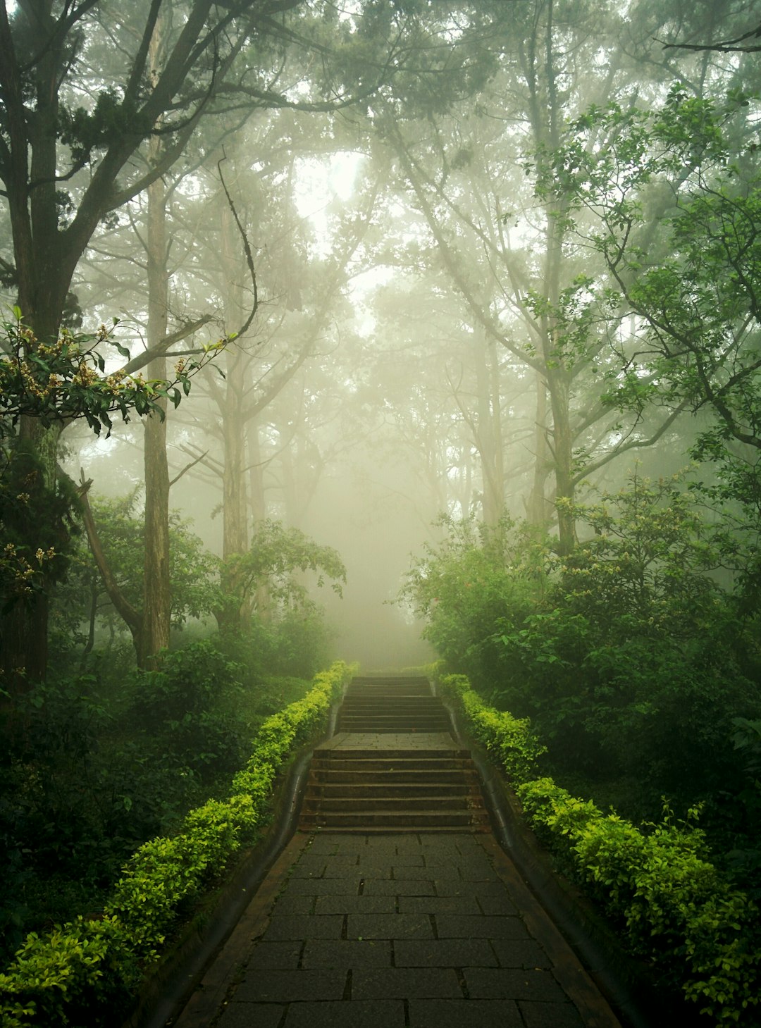 Beat Brain Fog Without Spending a Dime