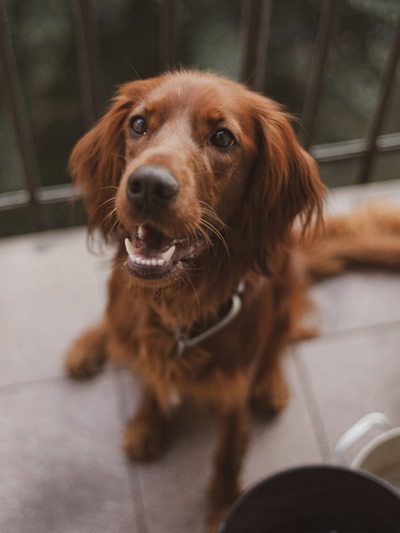 have you ever seen pups lose it over breakfast treats?