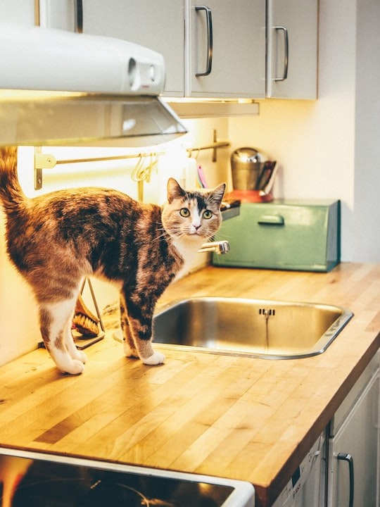 why did my cat attack when i tried to wash dishes?