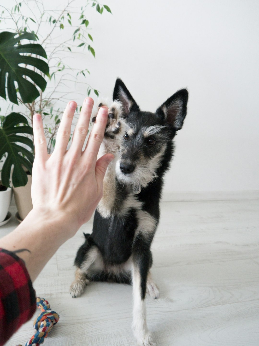 has anyone else’s pup turned into a total snack vacuum?