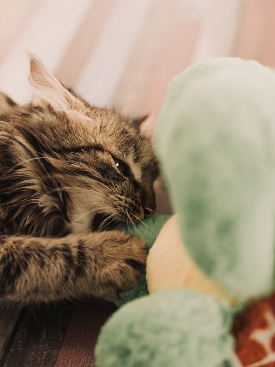 could a plush toy really fix my foster kitten’s loneliness?