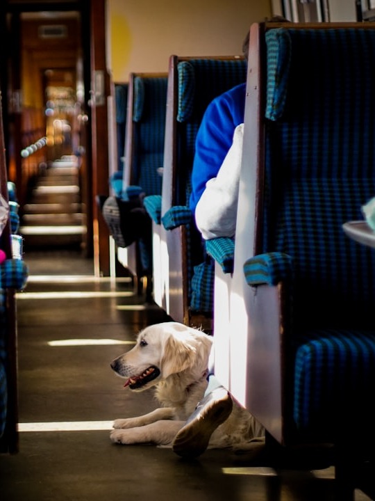 why did a random puppy make my train delay awesome?