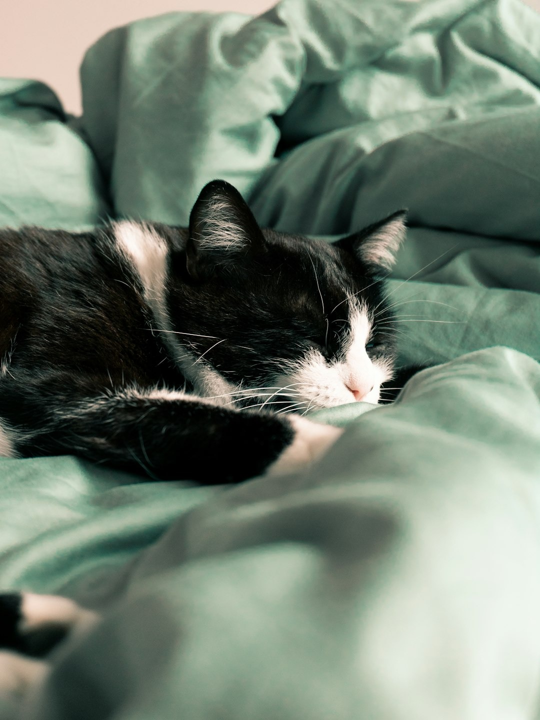 is my cat secretly a nurse or just extra clingy lately?
