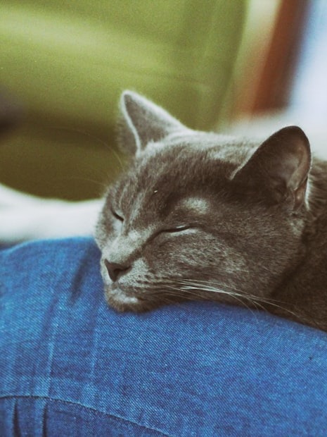 have you ever felt pure joy when your pet naps on you?