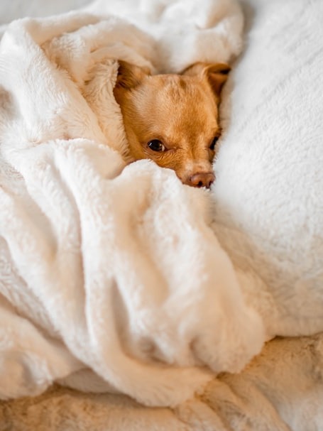 is sleeping with your dog the ultimate cozy hack?