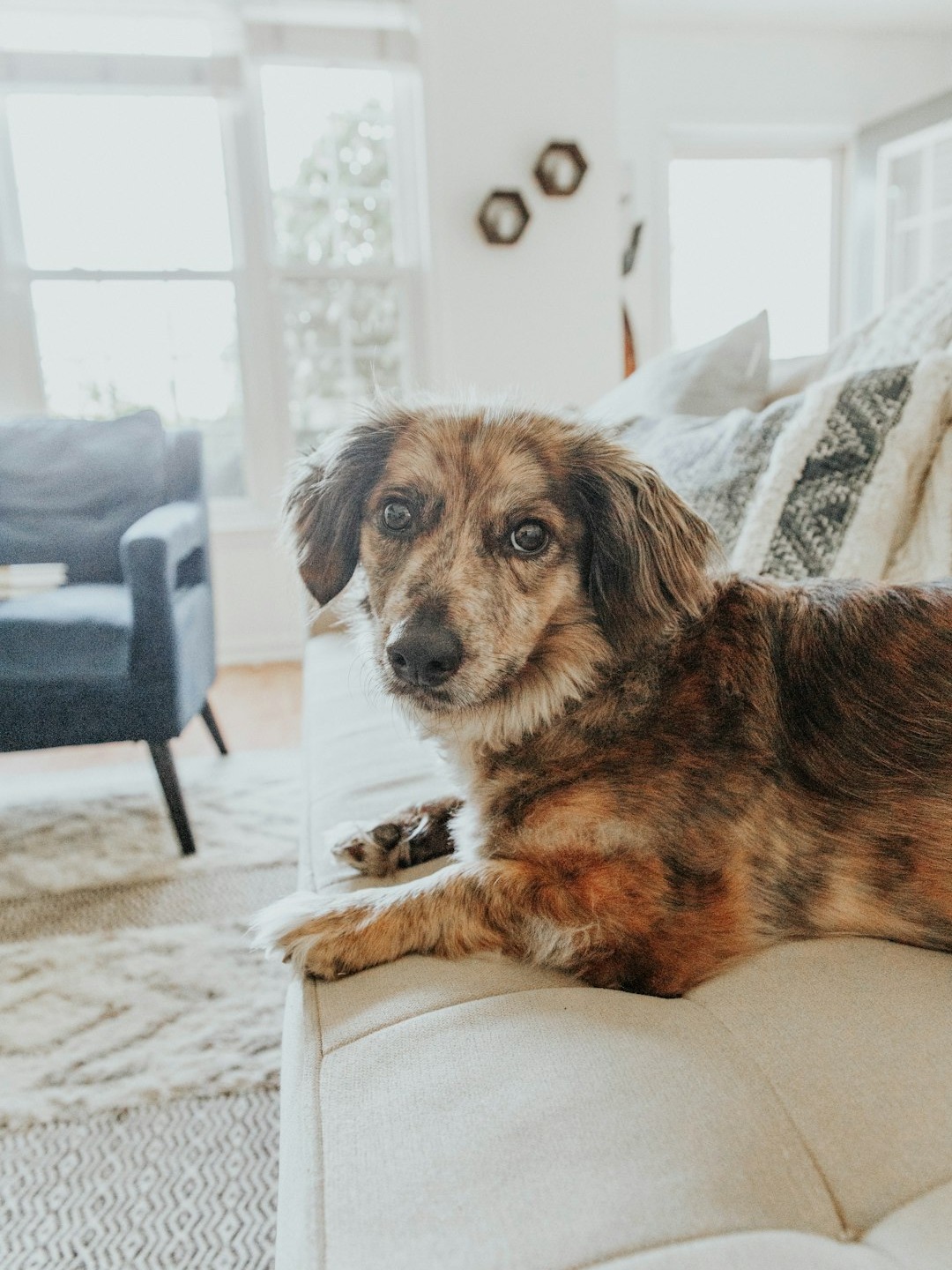 why is my sweet girl glued to me after her loss?