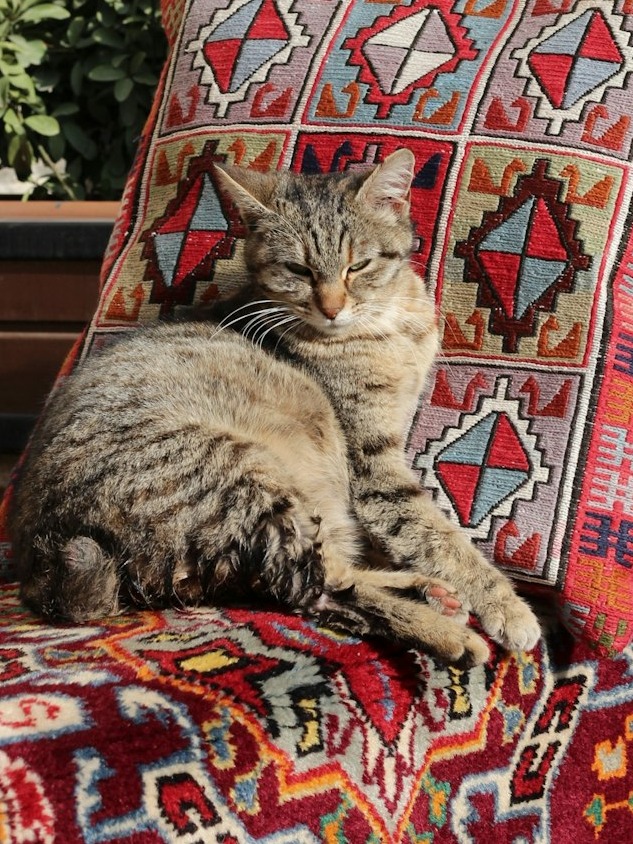 is this the ultimate chill zone for pets or what