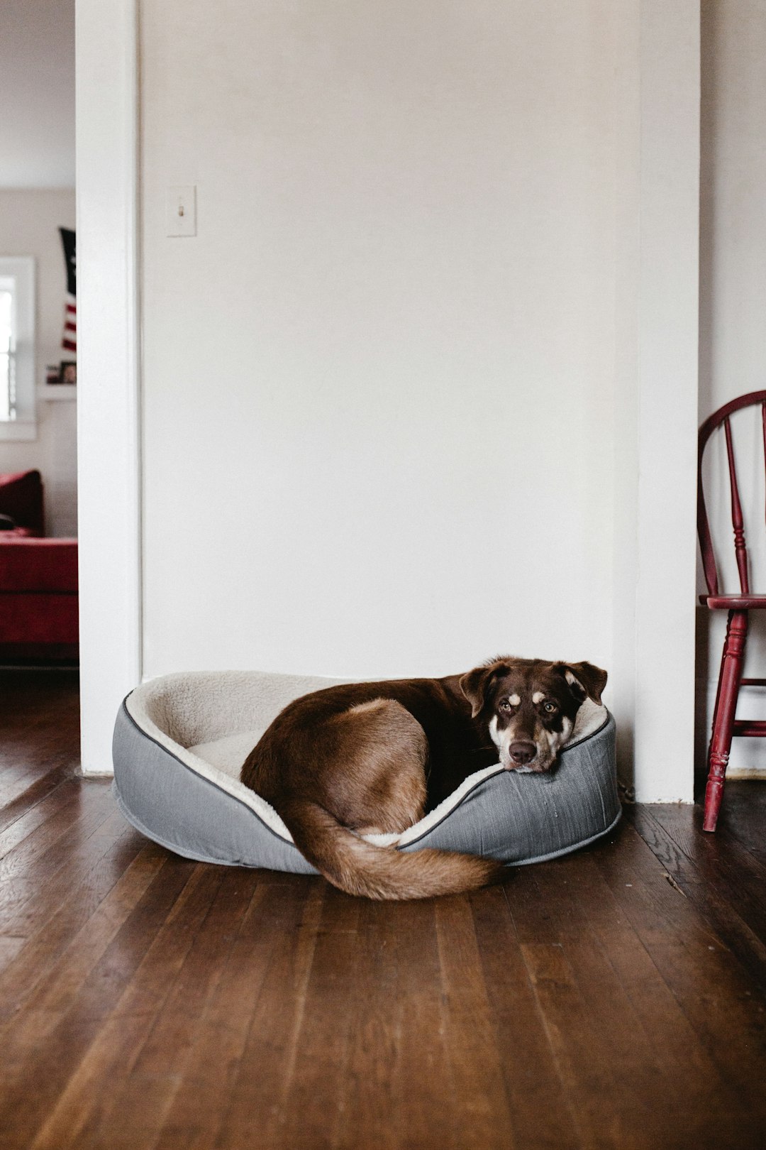 is your dog secretly judging you for their tiny bed?