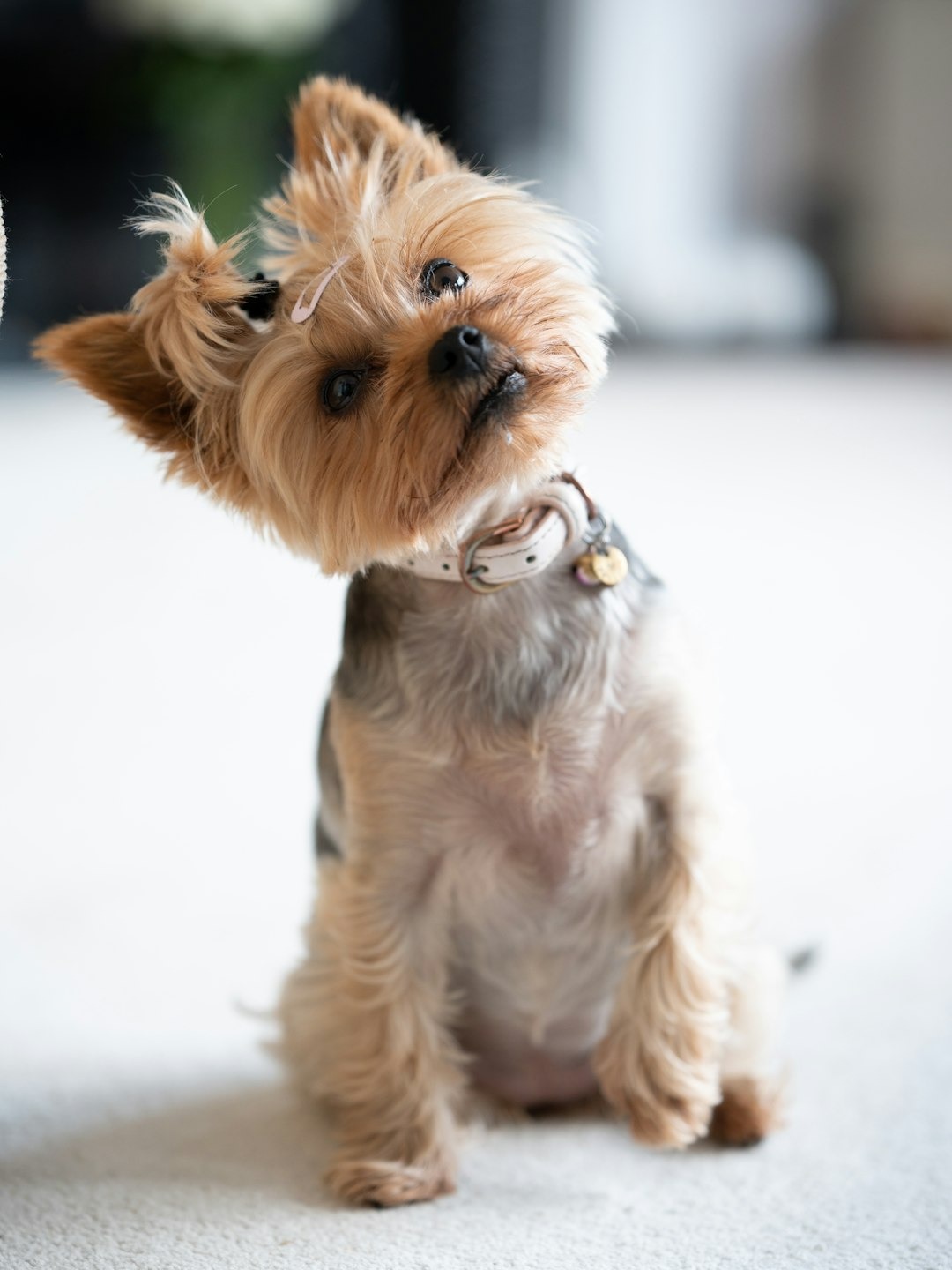 why does my dog do the cutest head tilt ever?
