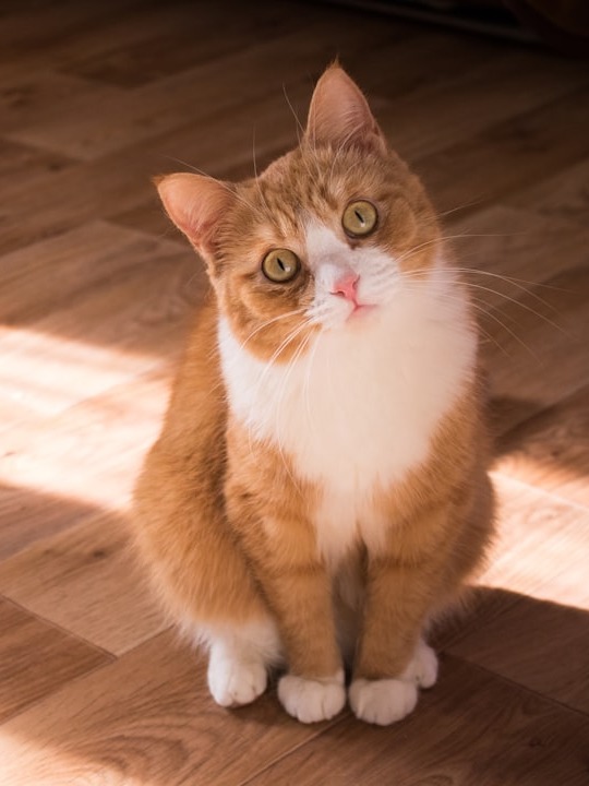 does my cat have a sixth sense for my sick baby?