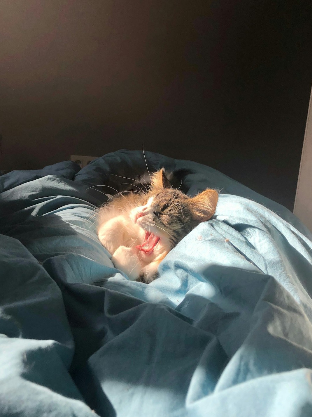 how do you even nap when your cat claims your lap?