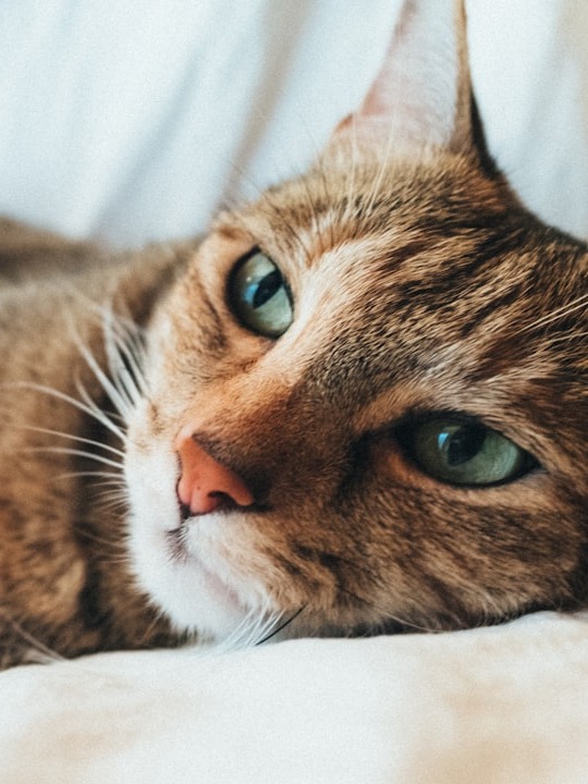 is keeping cats inside really ruining their lives?