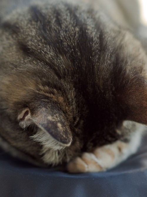 why does my cat smoosh her face when she sleeps? is this normal or am i missing something?