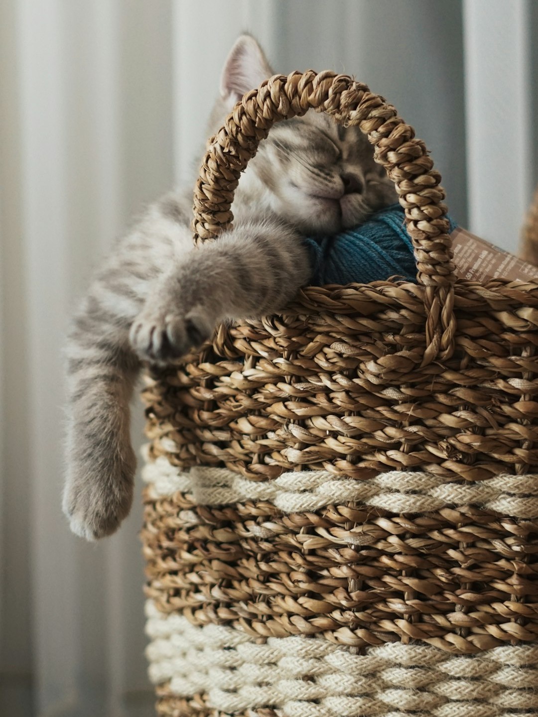 why does my cat treat my laundry basket like a five-star hotel?