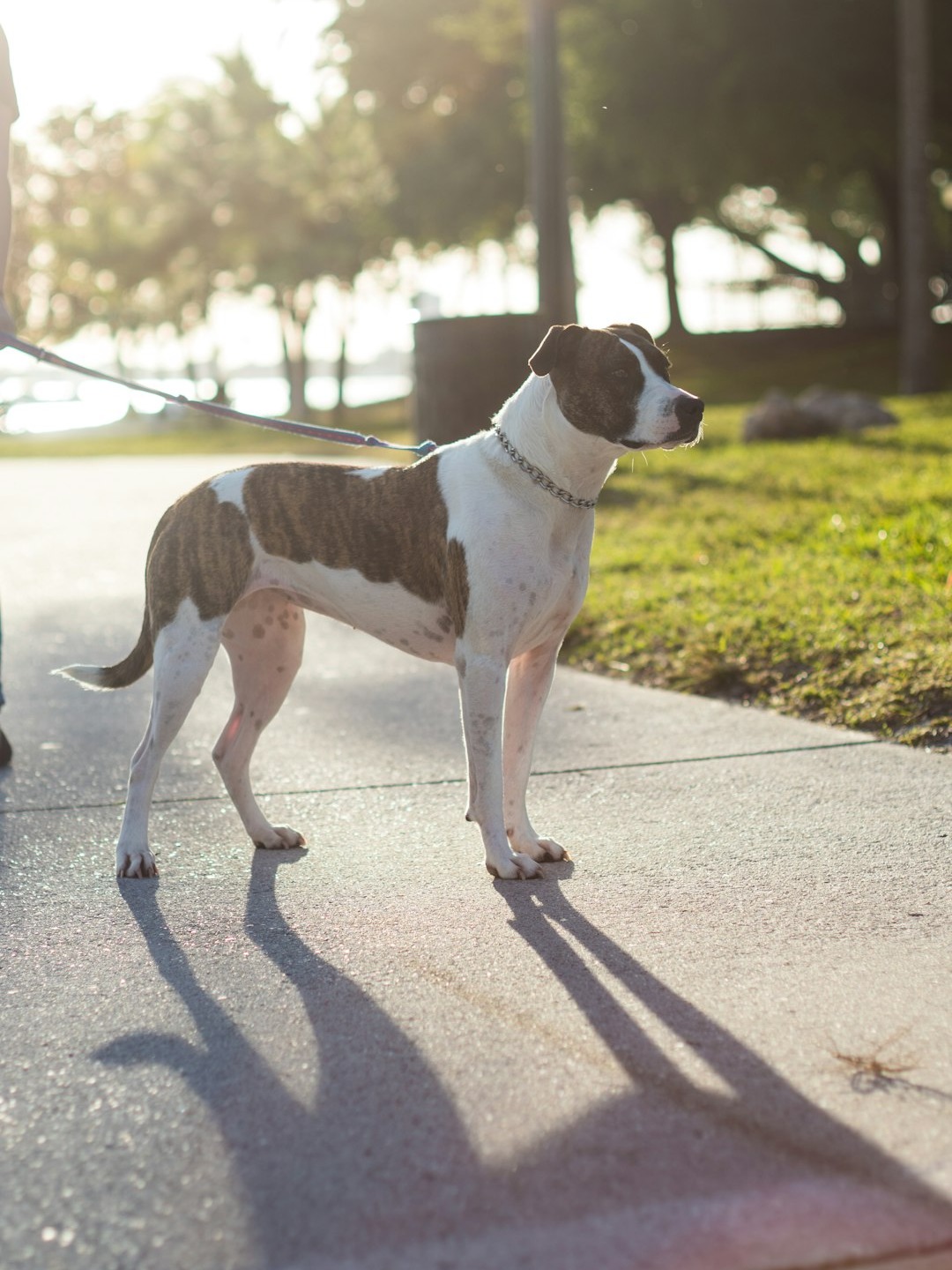 have you ever seen a pup strut like he owns the block?