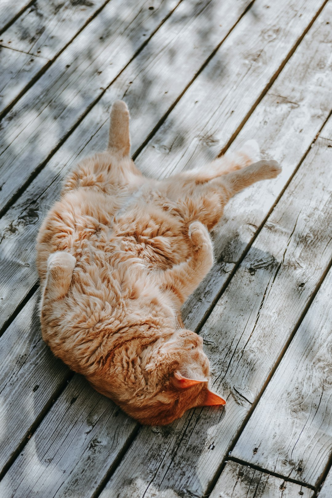 why does my cat look like it’s in a food coma every nap?