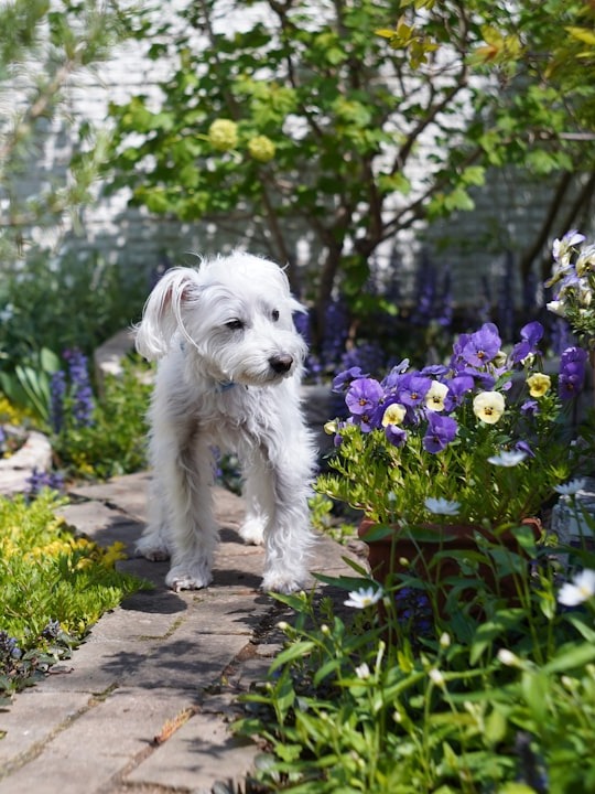 is your pet living in a veggie patch instead of a palace?