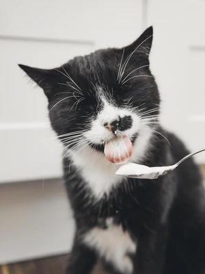 did my homemade yogurt pass the ultimate cat taste test?