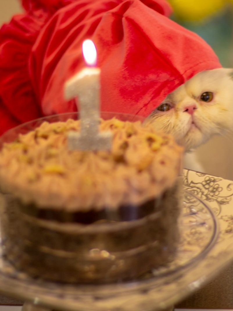 is it normal to throw a cat party at 33 while my mom raised a whole squad?