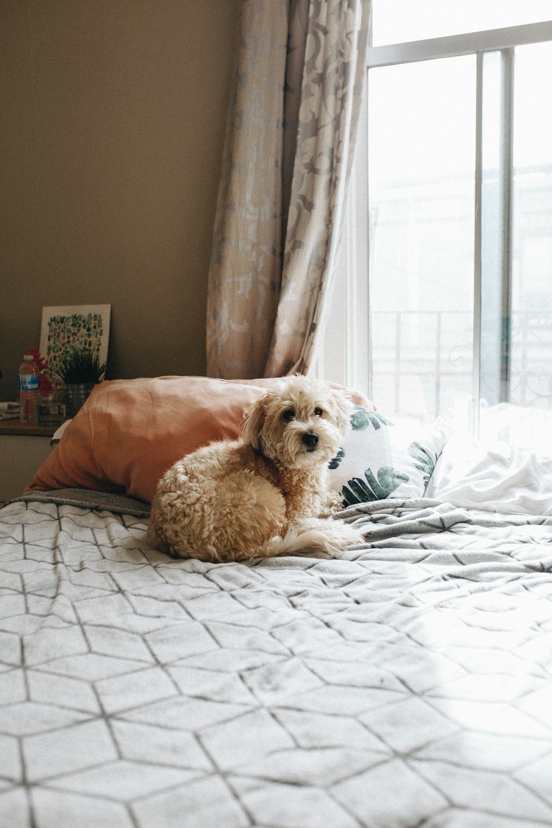 is sharing your bed with your dog a wild idea or the best decision ever?