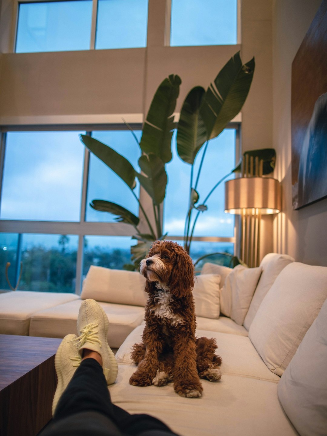 is letting your dog on the couch a huge mistake or pure joy?