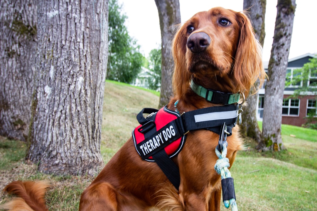 is this the cutest way to walk your pup ever or what