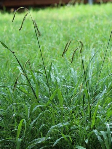 what is this evil green invader ruining my backyard paradise?