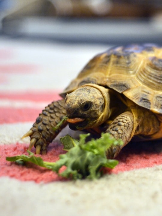 did my turtle really survive two years on the run?