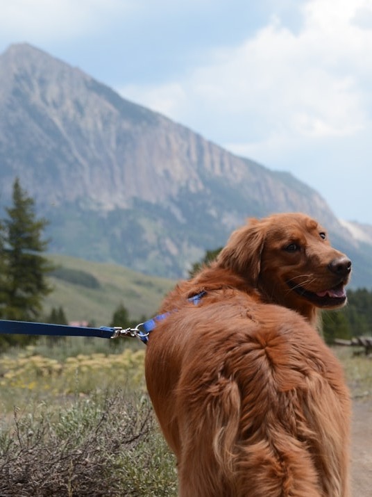 how did i save my pup after finding her collapsed on a hike?