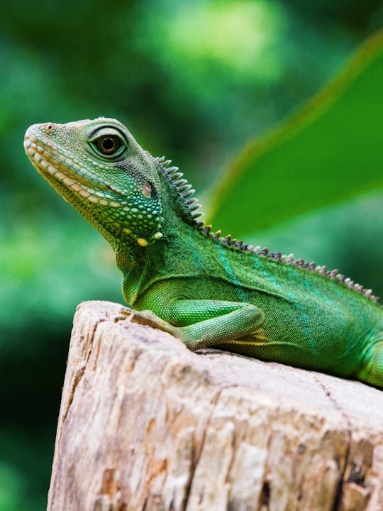 did i just become a lizard hero overnight or what happened