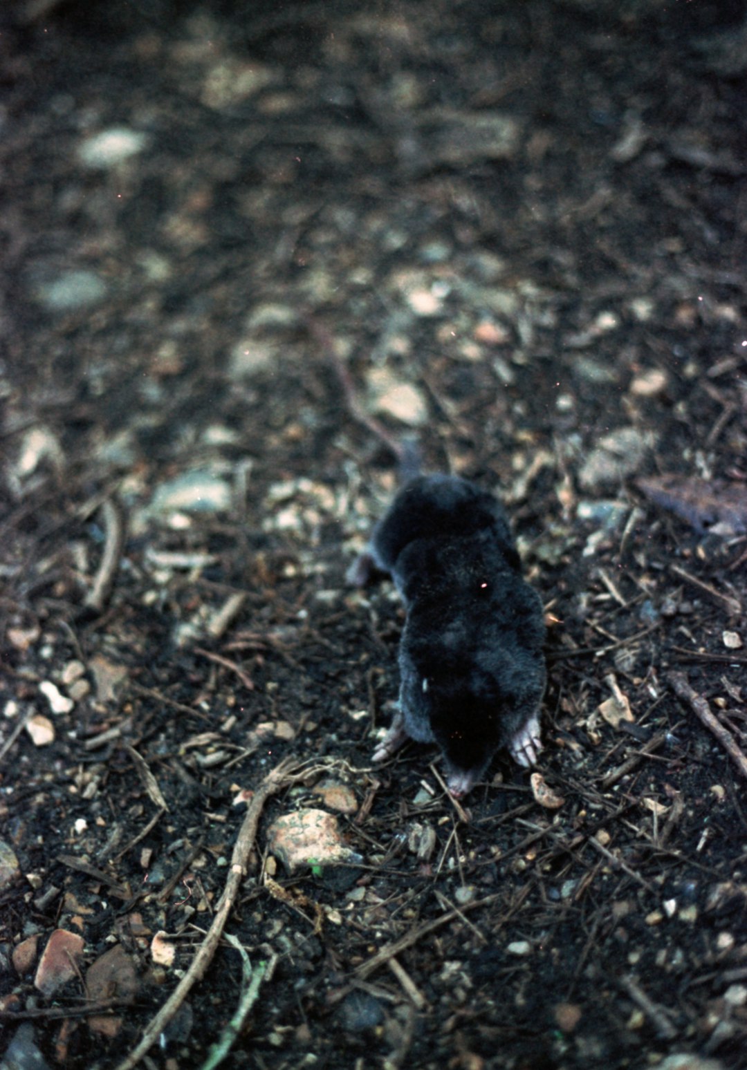 is it totally wild to let moles live in my backyard?
