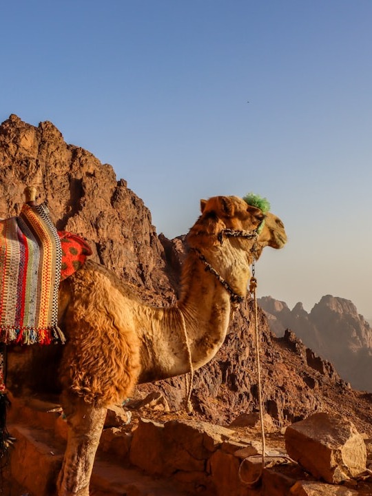 what happens when you hike 7 days with the gebalya tribe?