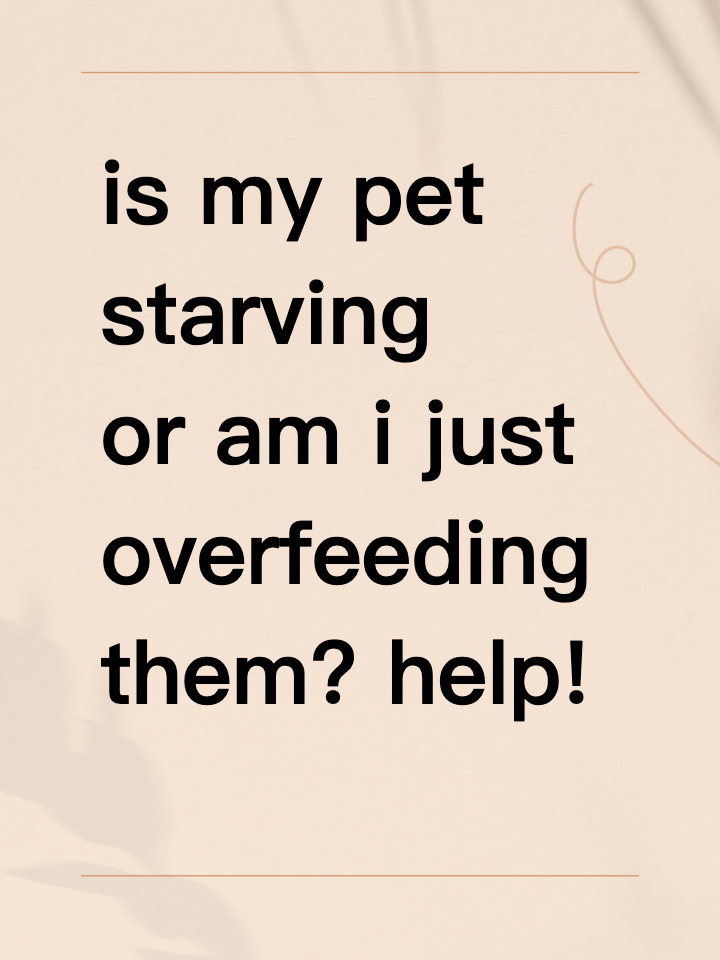 is my pet starving or am i just overfeeding them? help!