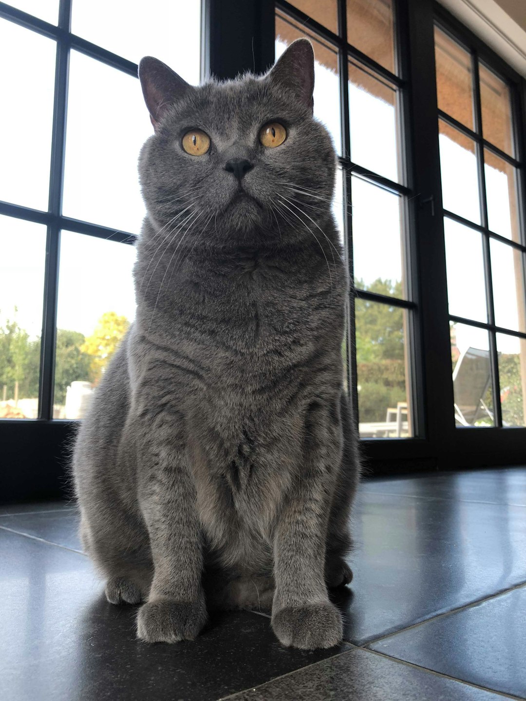 is my fluffy princess secretly getting too chunky?