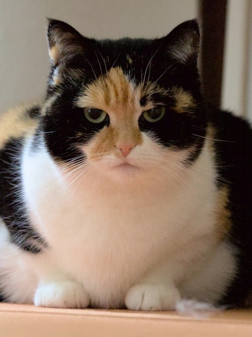 is my cat secretly plotting against her diet plan? help!