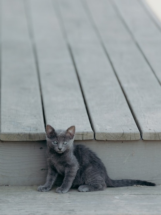 what do i do now that i found a tiny kitten outside my door?