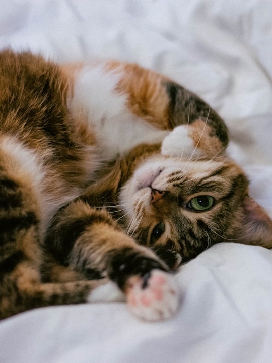 why is my picky cat rejecting every wet food i try?