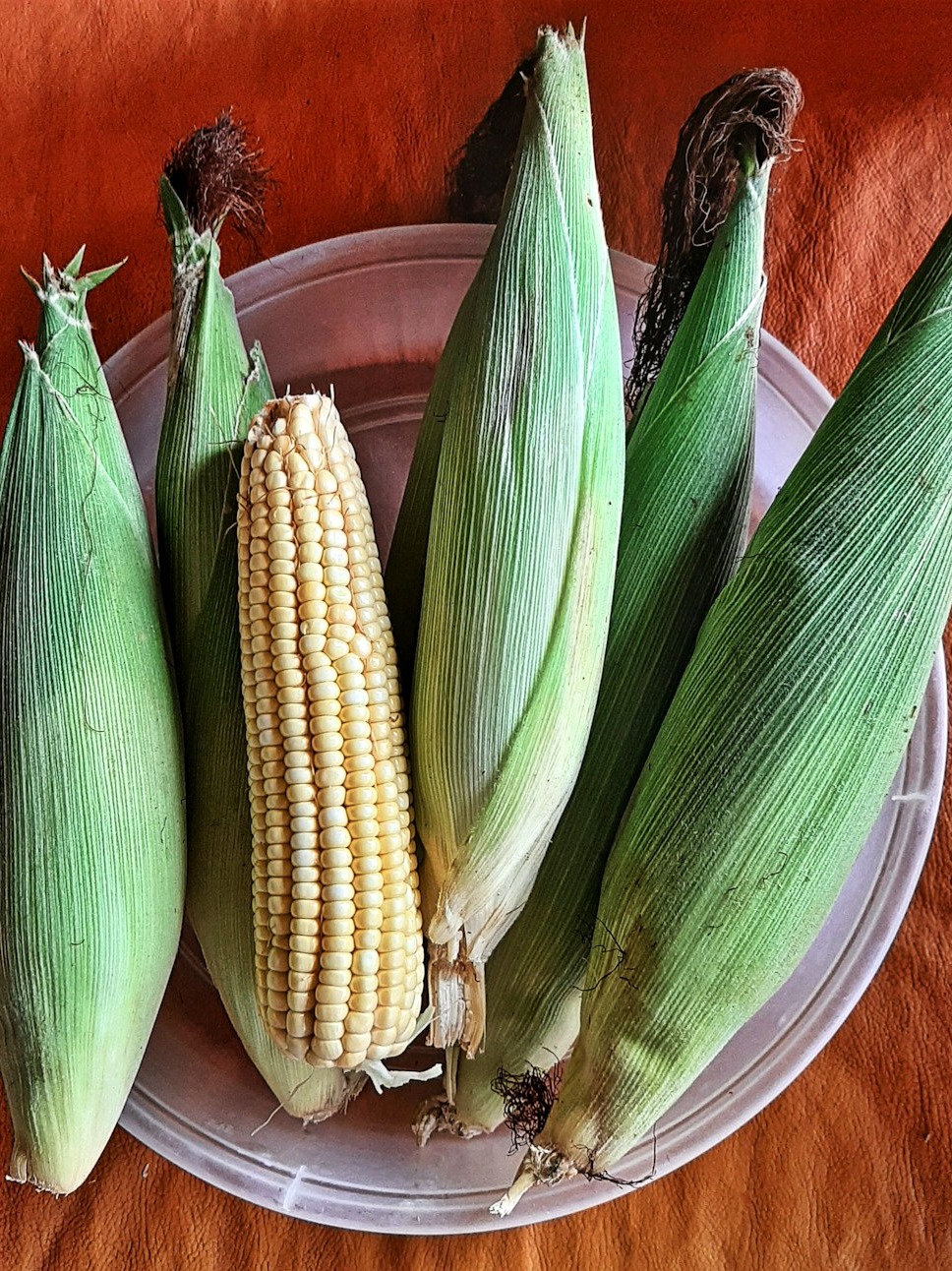 is my corn-obsessed cat secretly a veggie lover? help!