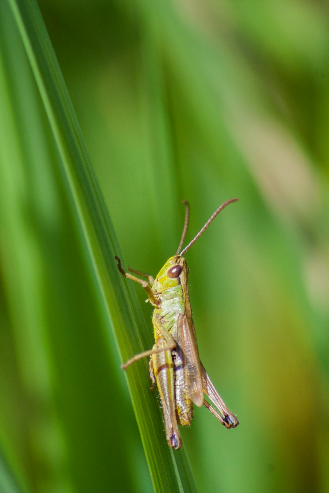 is it wild to buy crickets for pets or am i overthinking this?