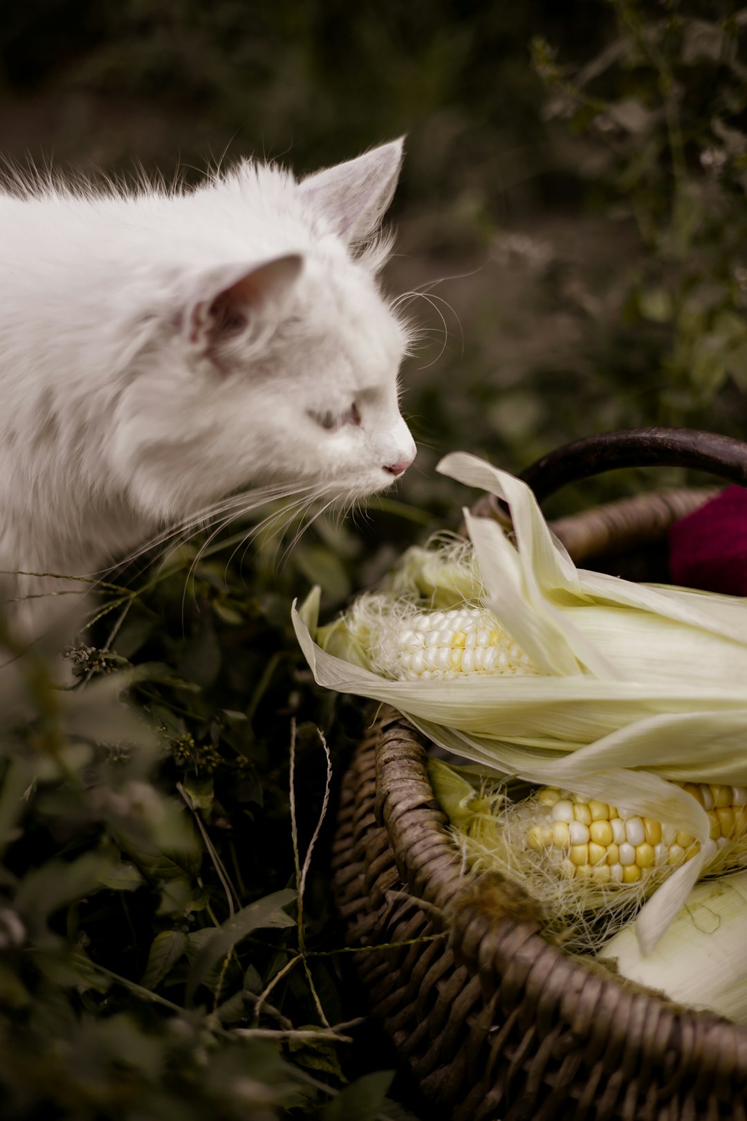 why does my picky pet refuse food but loves corn water?