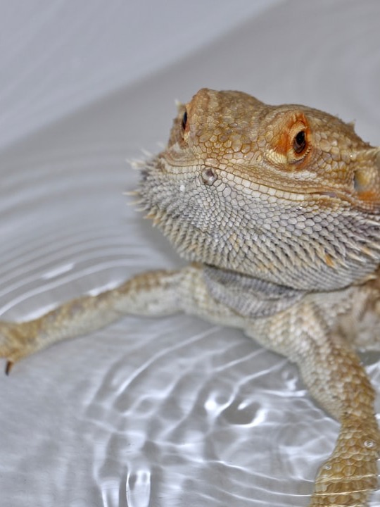 why did my sister’s bearded dragon reject salad greens?