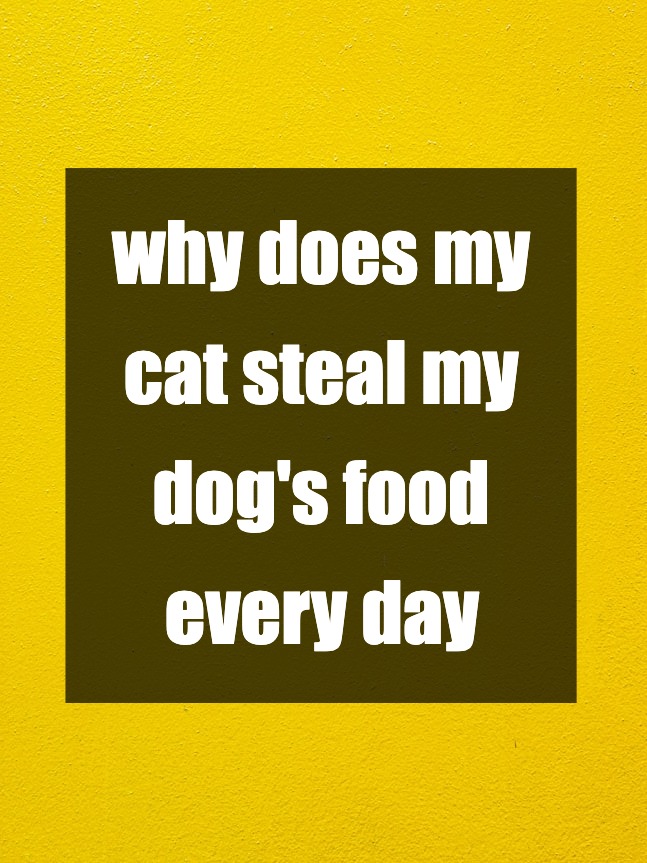 why does my cat steal my dog's food every day and how do i stop this madness?